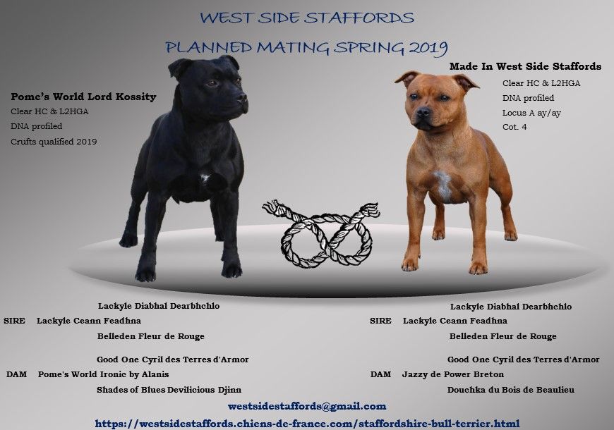 West Side Staffords - Portée printemps 2019