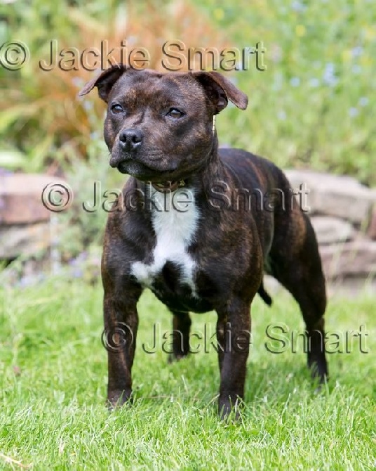 West Side Staffords - Crufts 2016