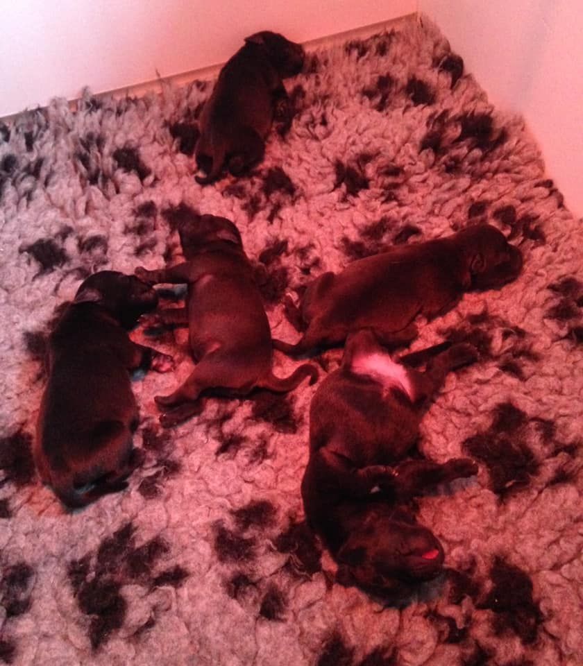 West Side Staffords - Les bébés sont nés !!!!!!