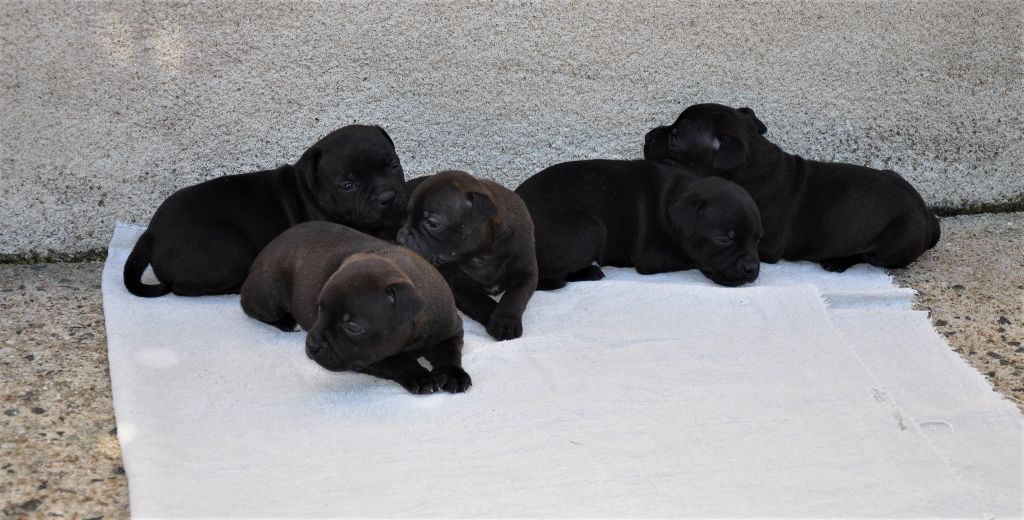 West Side Staffords - Les babies ont 1 mois !!!!!